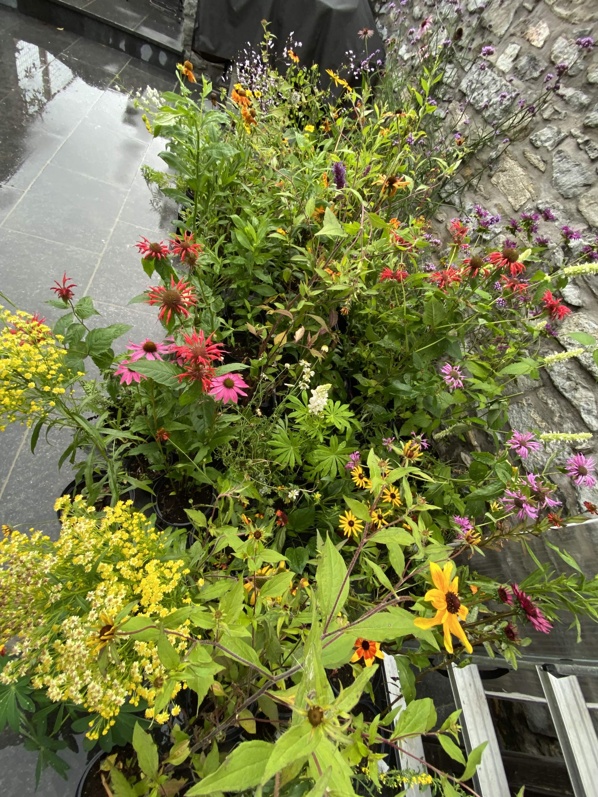 Flore – Mixed border à Ecaussinnes