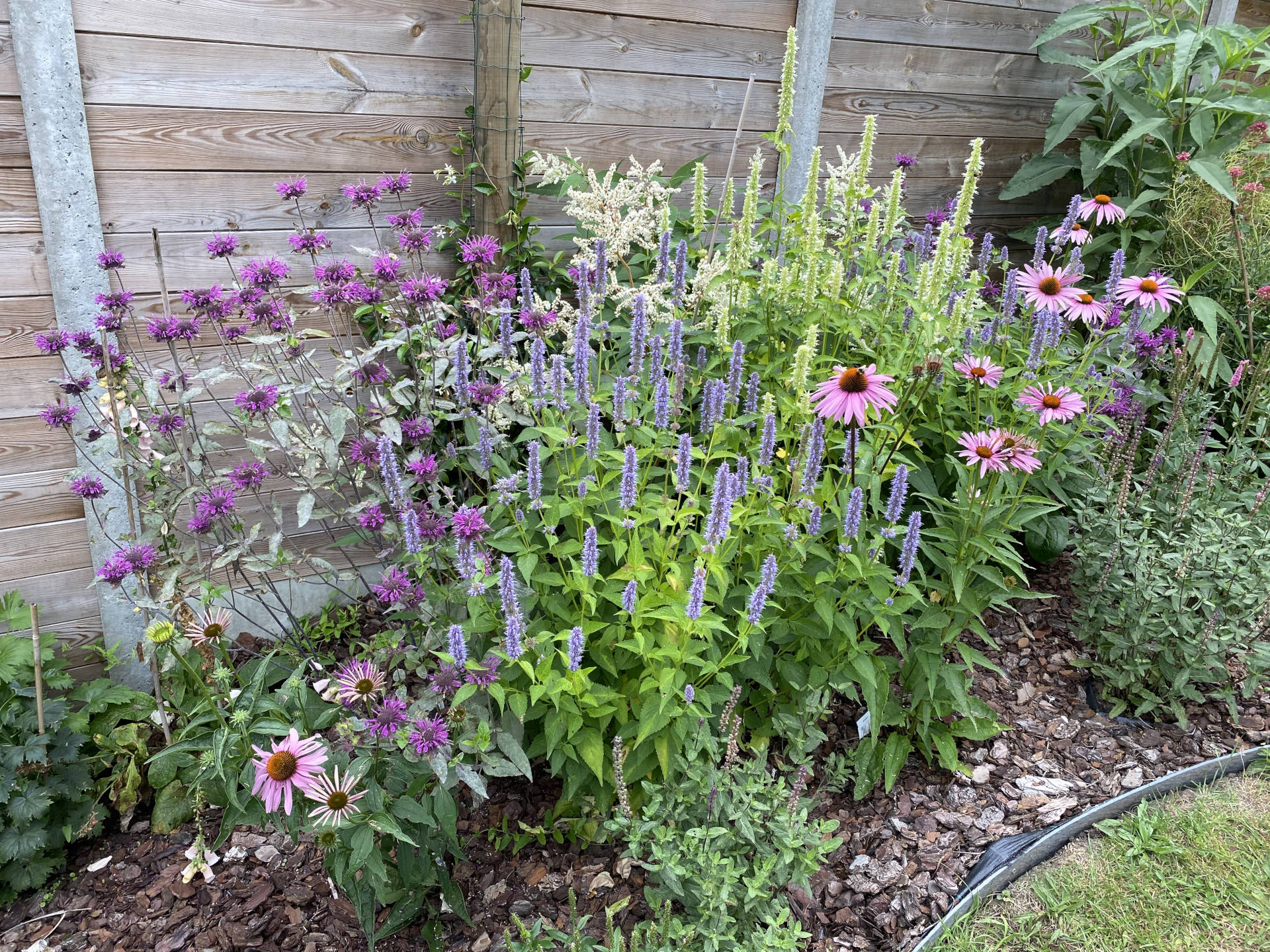 Flore – Mixed border à Ecaussinnes